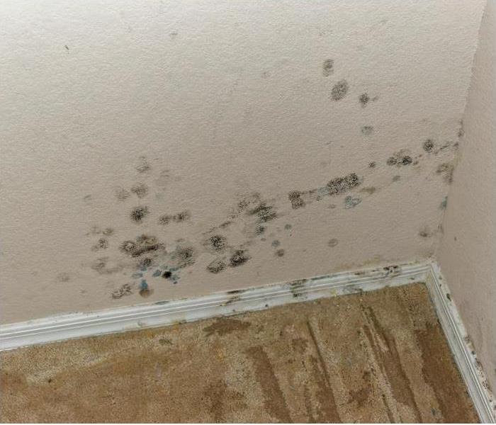 mold damage in the corner of a room