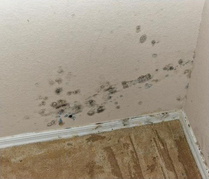 mold damage in the corner of a room